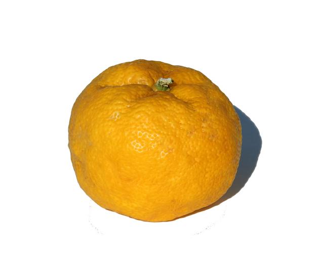 Yuzu (Citrus junos) : plantation, culture en pot et entretien
