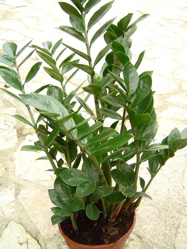 Zamioculcas zamiifolia : entretien, arrosage et culture en interieur
