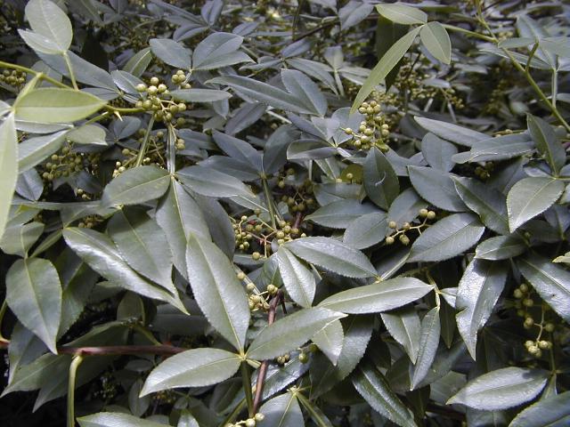 Zanthoxylum alatum : culture du poivrier ailé