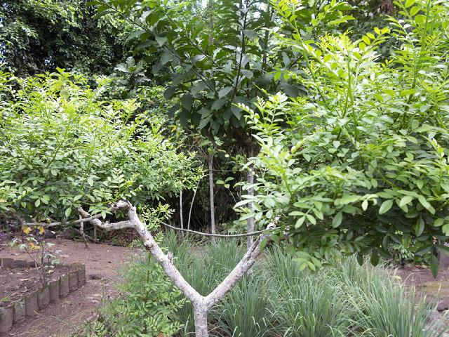Zanthoxylum fagara : culture d’un poivrier citronné