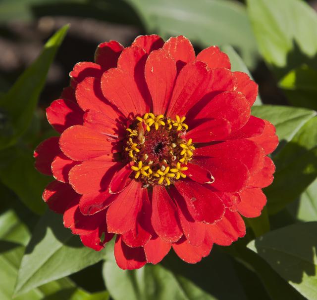 Zinnia (Zinnia elegans) : semis, floraison et entretien